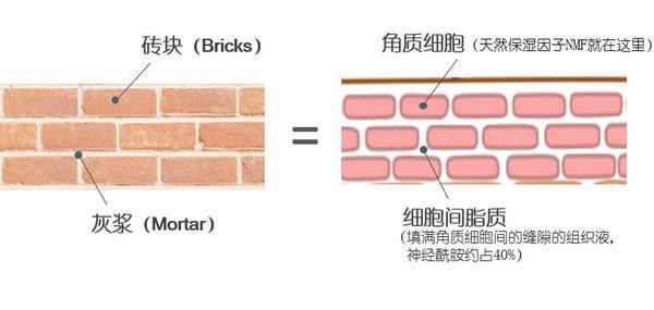 受损的肌肤屏障如何才能得到修复？