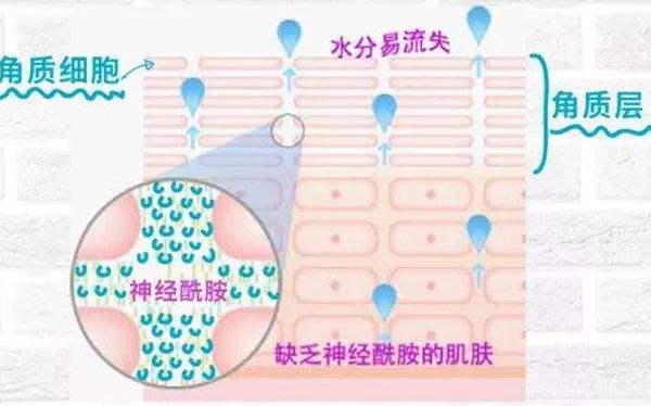 受损的肌肤屏障如何才能得到修复？