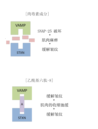 I.st瑷偲特SELENE赛琳妮六胜肽原液，解锁年轻肌龄~