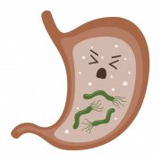 幽门螺杆菌治疗所致腹泻:肠道微生态调节的关键作用